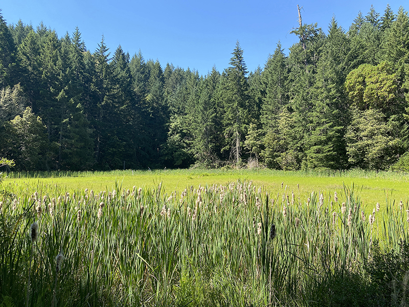 A rare peat fen wetland at North Coast Range Fen Conservation Area. Photo courtesy of CDFW.jpg